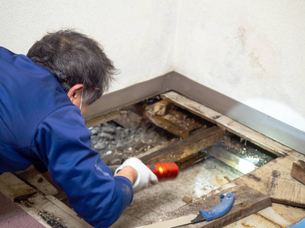 Home Mold Removal in Patterson Tract, CA