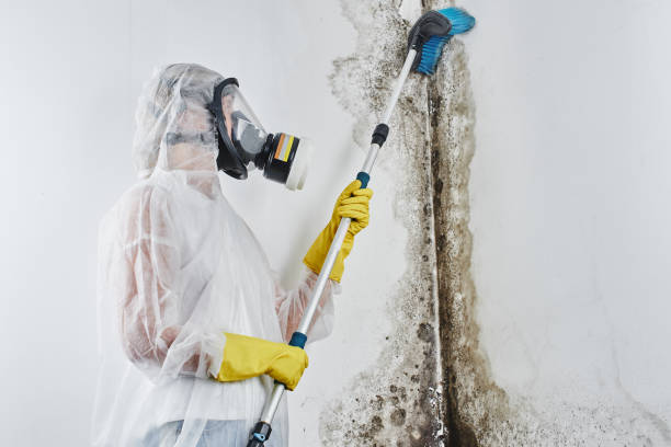 Best Mold Remediation Experts  in Patterson Tract, CA