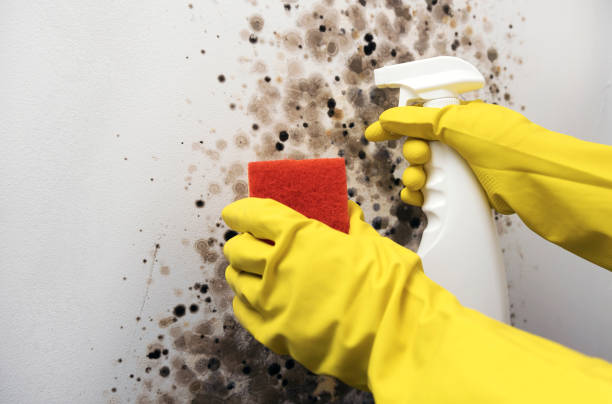 Best Certified Mold Removal  in Patterson Tract, CA