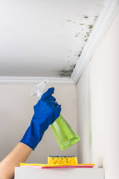Best Mold Damage Repair  in Patterson Tract, CA